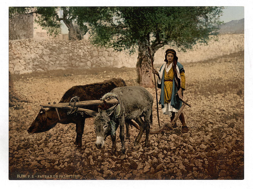 上图：1890年拍摄的巴勒斯坦人用牛和驴同负一轭耕地。现藏于美国国会图书馆。