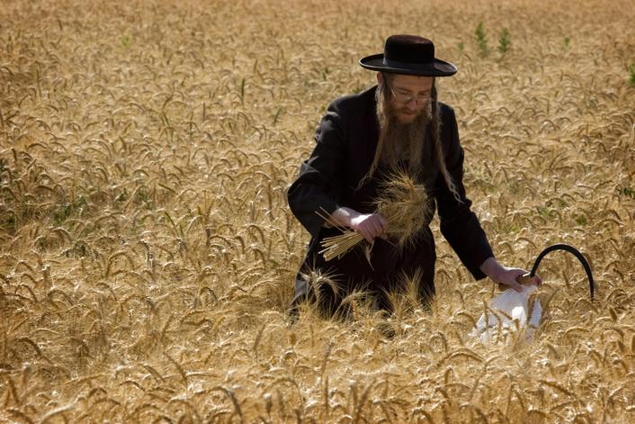 上图：一位正统犹太人用镰刀割麦子庆祝五旬节。