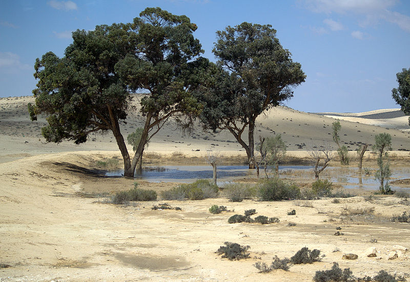 上图：以色列南地荒漠中有许多季节性的旱溪（Wadi）。栽种在溪水旁的树生命力尤其突出。