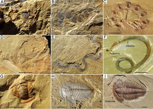上图：澄江寒武纪岩层里的化石照片，证明当时有大量简单和复杂的生物突然同时出现在海洋里，而不是从简单到复杂逐渐进化而成的。这一现象被称为寒武纪生命大爆发（Cambrian Explosion），至今进化论者无法合理解释。中国云南省澄江化石地和加拿大BC省洛矶山脉的伯吉斯页岩（Burgess Shale Formation）都发现了这种化石群，由于化石埋藏地质条件特殊，不但保存了生物硬体化石，而且保存了清晰的软体组织印痕化石。