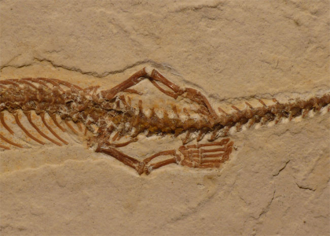 上图：巴西发现的古代Tetrapodophis四足蛇化石。从解剖学上看，现代蛇以前应该是长腿的，少数蟒蛇中依然可以找到髋骨和后腿的痕迹。有研究者认为，蛇的很多骨头形成很晚，当胚胎发育完成时，有些骨头还未长好或根本没有形成，因此现代蛇没有腿。