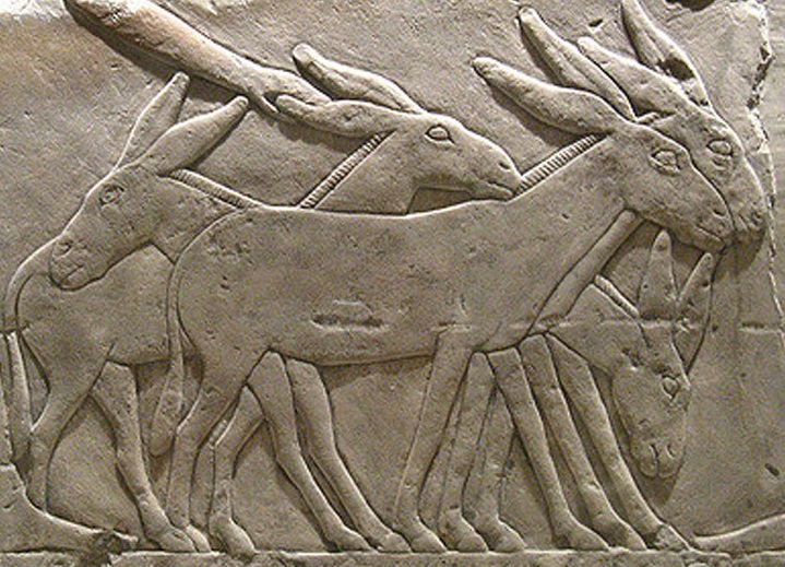 上图:主前24世纪古埃及Seshemnefer IV墓葬浮雕上的驴，现藏于柏林埃及博物馆。驴生活在沙漠和半沙漠地带，可以三天不喝水，古代埃及和迦南人都用驴子驮货物。古代迦南地的驴可能是从埃及进口的。一匹驴驮重100公斤左右，十匹驴能驮一吨粮食，只够雅各全家70人能吃一个月（还不算仆人）。