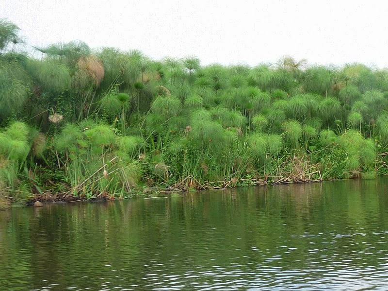 上图：尼罗河岸边生长的芦荻，也就是蒲草。