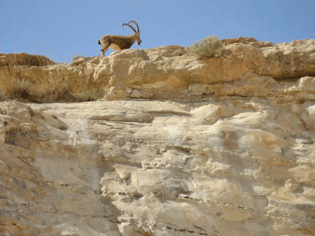 上图：隐·基底「野羊的磐石」（撒上二十四1-2），是大卫逃避扫罗时藏身的地方之一。「岩石」、「山寨」、「磐石」、「盾牌」、「高台」（诗十八2）都是大卫在旷野逃避扫罗时的经历。