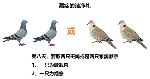 上图：漏症的洁净礼，无论贫富、男女，祭物都是两只斑鸠或两只雏鸽。