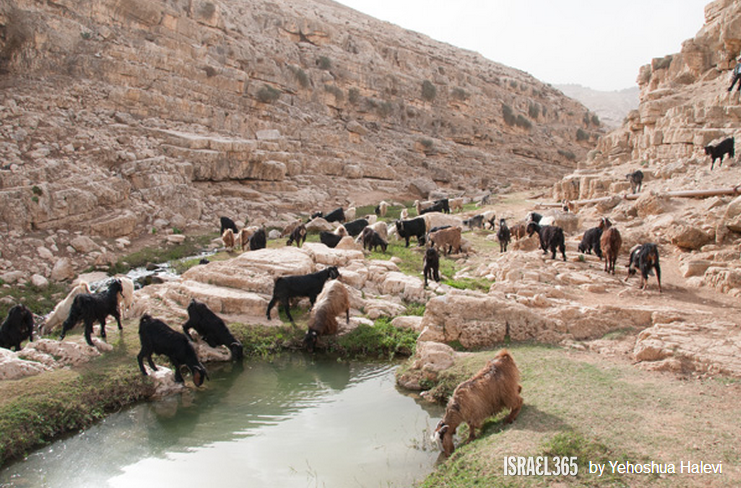 上图：一群羊在Qelt旱溪（Wadi Qelt，or Nahal Prat‎）喝水。以色列的绵羊在雨季放牧在雨水滋润的草地上，旱季则吃杂草和田中收割剩下的残茬。在雨季，绵羊从嫩草中获得水分，可以几周不喝水；但在旱季，成年的绵羊每天需要喝4-12升水。山羊能独立找水，但会迷路，而绵羊则完全倚靠牧人寻觅水草。