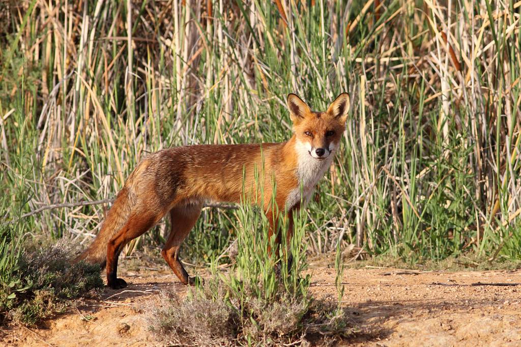 上图：生活在以色列的丘陵和平原地区的狐狸主要是赤狐（Red Fox）。赤狐又名火狐，腹部白色，腿和耳尖黑色，其他部分都是红色。