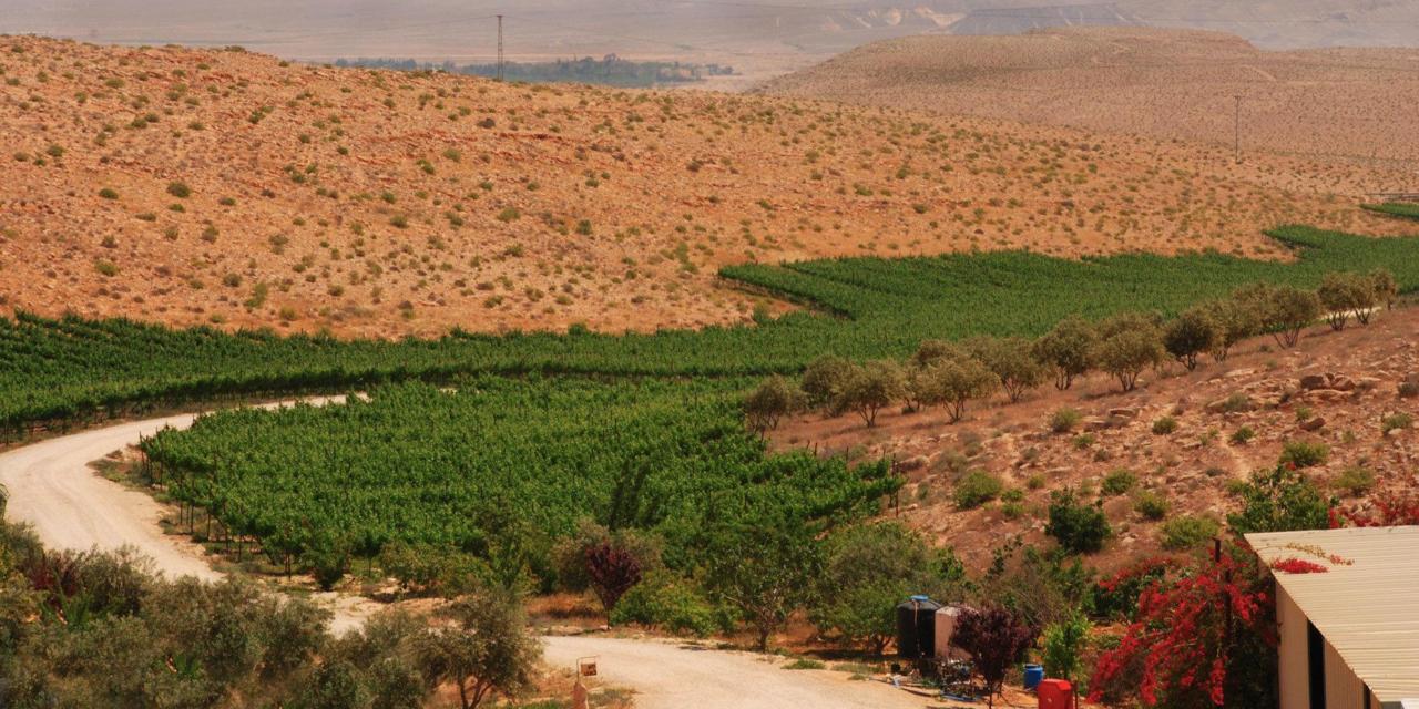 上图：位于以色列南地旷野（Negev Desert）的Carmey Avdat葡萄园。这里的气候很适合种植葡萄，只要有水源，就可以耕种。