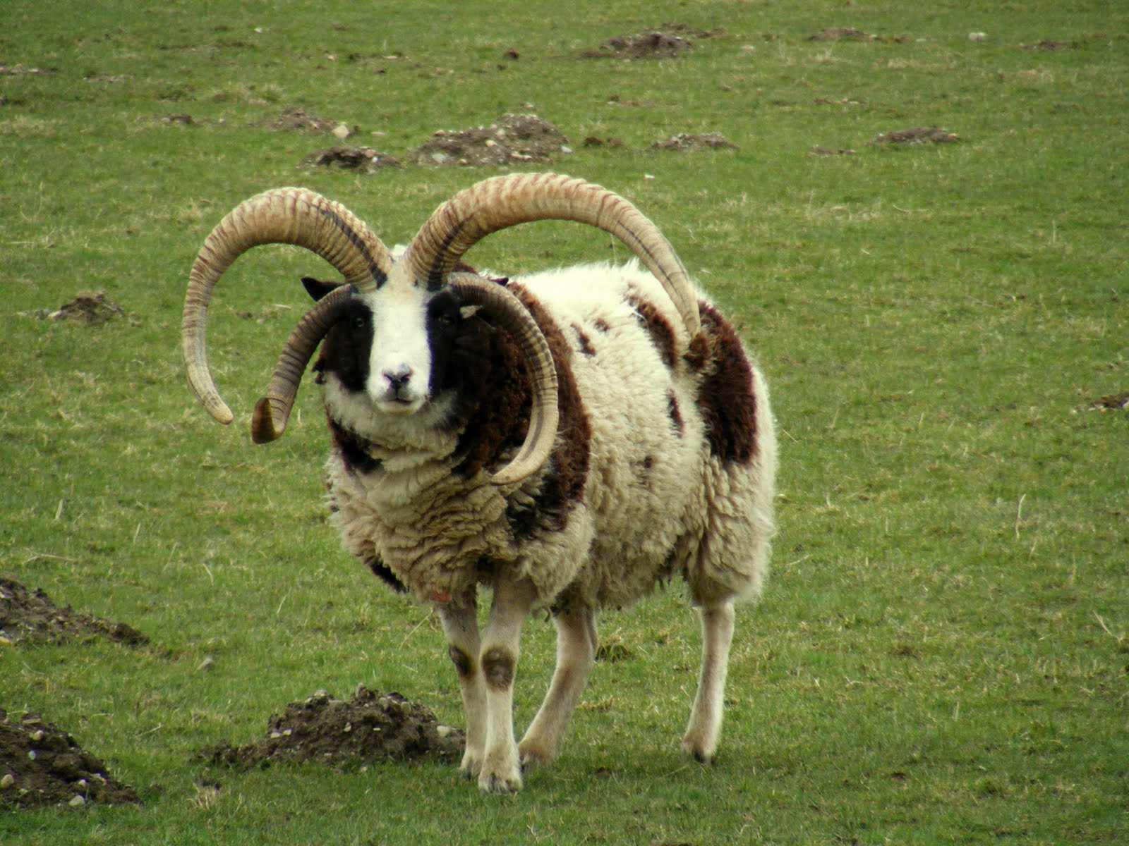 远古时代的羊长什么样图片