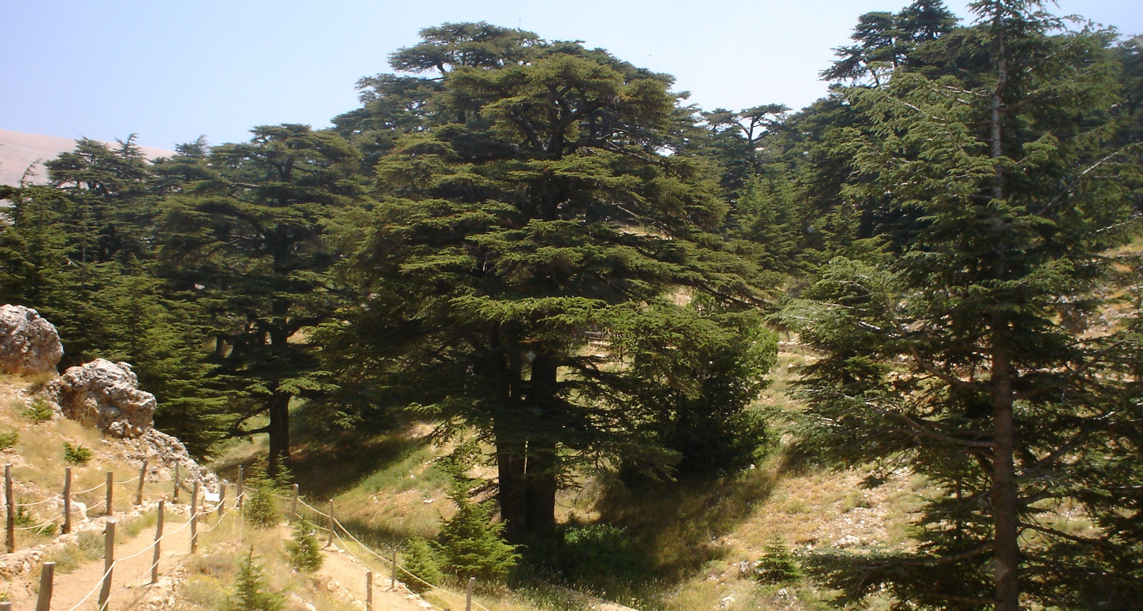 上图：黎巴嫩的香柏树林。