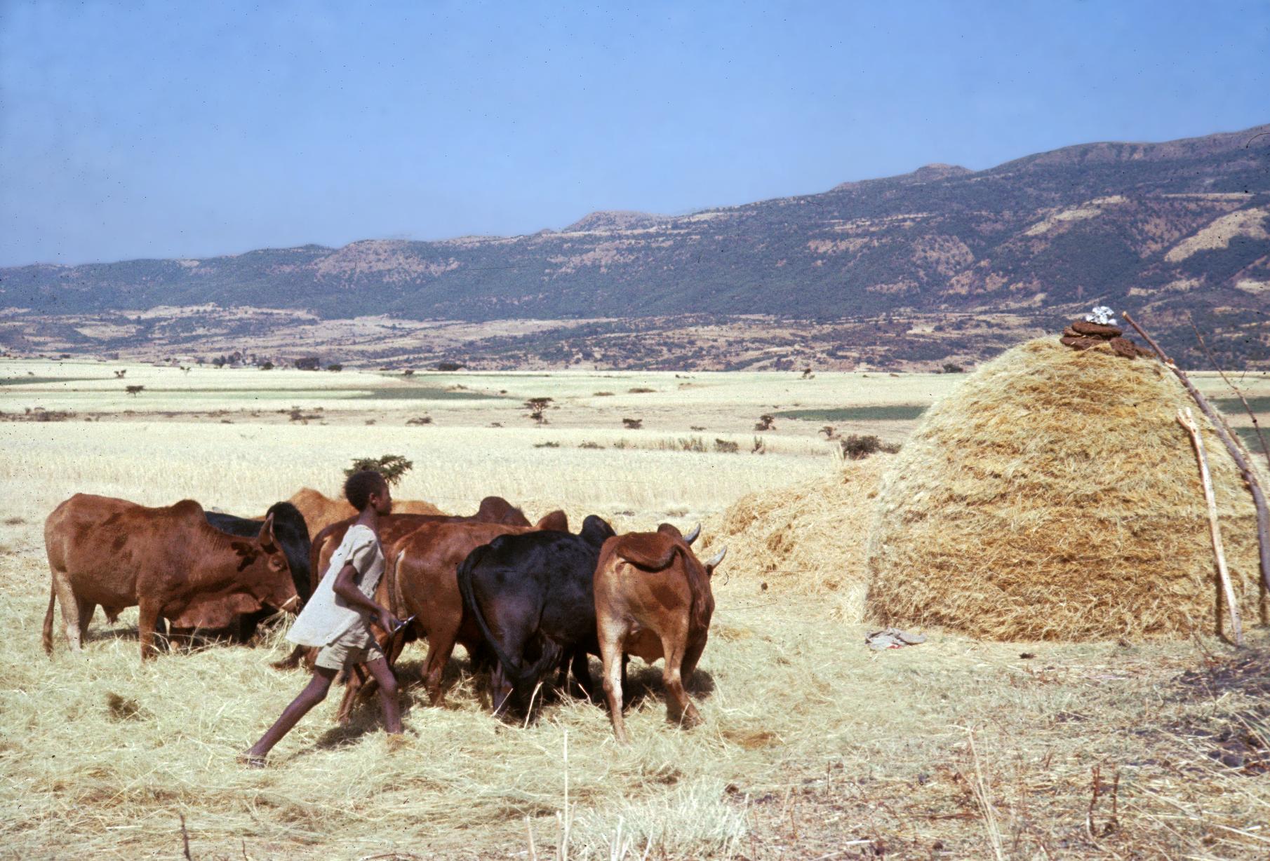 上图：非洲农民在使用牛踹谷。牲畜只要踩过麦穗，还可以一边走一边吃。对于牲畜来说，踹谷是一件相对轻松的工作，不需要负轭。在「以法莲是驯良的母牛犊」（何十11）这句话中，「以法莲 פָּרָה/paw-raw'」与「母牛犊 עֶגְלָה/eg-law'」原文押尾韵。