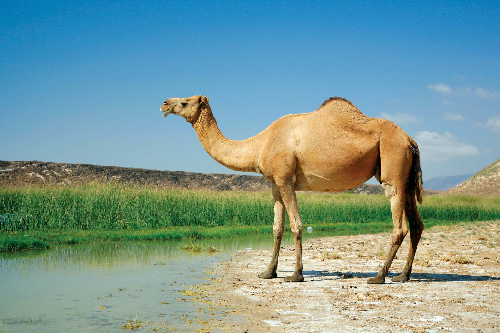 骆驼奶泛滥，你买到的真的是骆驼奶吗？骆驼奶 骗局揭秘 牛奶 乳制品 消费 @DOU+小助手-度小视