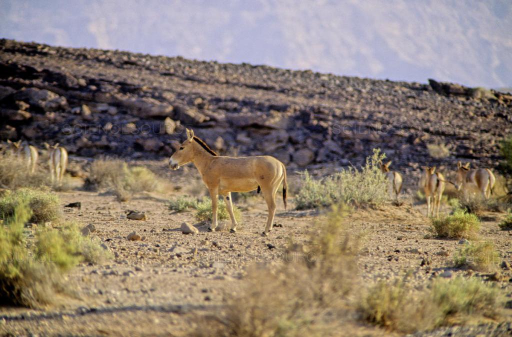 上图：以色列南地自然保护区中的野驴（Ramon Crater, Ramon Nature Reserve）。